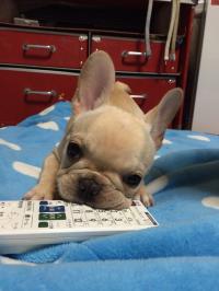 フレンチブルドック